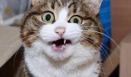 百万网红粉丝爆料胖猫视频,胖猫萌态视频走红网络